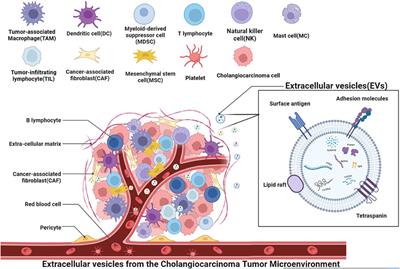 The role of extracellular vesicles in cholangiocarcinoma tumor microenvironment